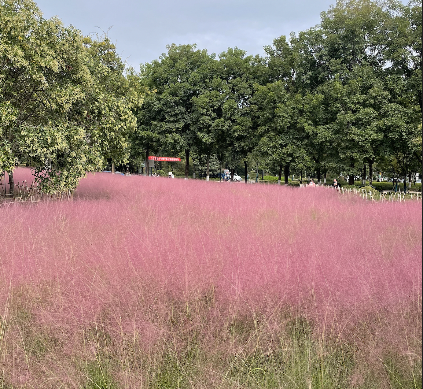 粉黛花海